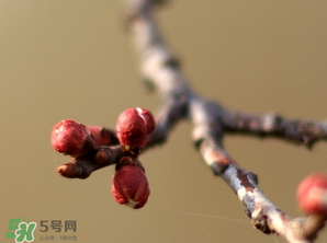 六九是幾號？2017年六九是哪天？