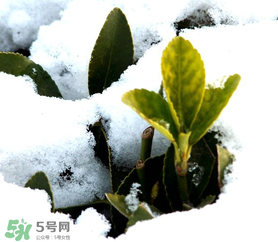 小寒是幾九？2017年小寒是幾九？