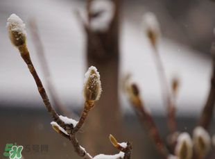 七九是哪一天？2017年七九是哪天？