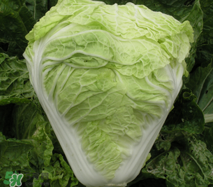 白菜葉子上的小黑點(diǎn)是什么？白菜葉子上有黑點(diǎn)能吃嗎？