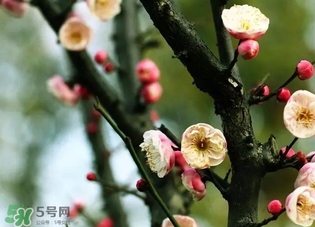 正月是臘月嗎？正月和臘月是幾月？