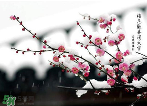 梅花可以放臥室嗎？梅花放在臥室風(fēng)水好嗎？