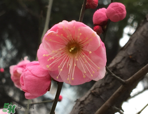 梅花可以放臥室嗎？梅花放在臥室風(fēng)水好嗎？