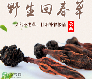 回春草多少錢一斤？回春草多少錢一克？