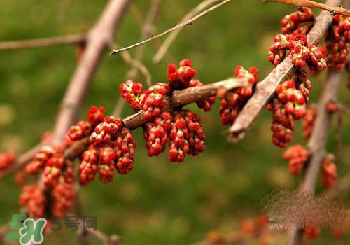 高血脂泡腳用什么藥好？高血脂用什么藥泡腳？