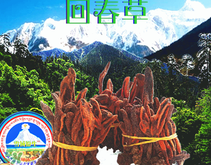 回春草多少錢一斤？回春草多少錢一克？