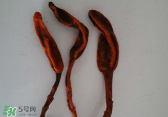 回春草有什么功效？回春草的功效與作用 