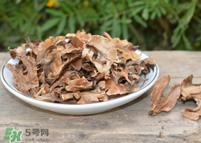 分心木真的能治失眠嗎？分心木治療失眠有奇效