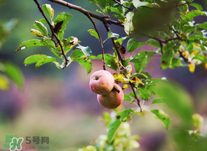 野蘋果可以泡酒嗎？野蘋果泡酒有什么功效？