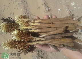 野生肉蓯蓉多少錢(qián)一斤？肉蓯蓉價(jià)格一斤多少錢(qián)？