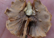 核桃分心木能泡幾次水？核桃分心木一次泡多少？