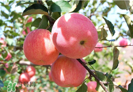 面蘋果和脆蘋果有什么區(qū)別？面蘋果和脆蘋果哪個(gè)營養(yǎng)大？