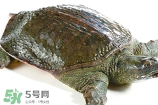 有乙肝可以吃甲魚(yú)嗎？乙肝患者禁吃甲魚(yú)