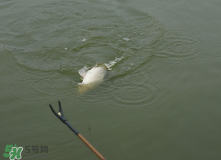 立春能釣魚(yú)嗎？立春好釣魚(yú)嗎？