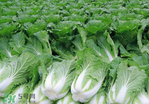 臘月吃什么蔬菜？臘月吃什么素菜？