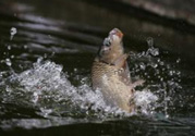 立春能釣魚嗎？立春好釣魚嗎？