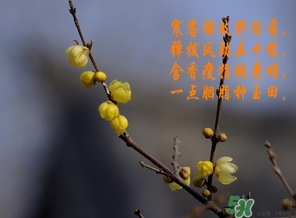 臘月有什么時候好日子？臘月有幾個黃道吉日？