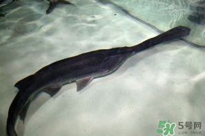 鴨嘴魚多少錢一斤？野生鴨嘴魚多少錢一斤？
