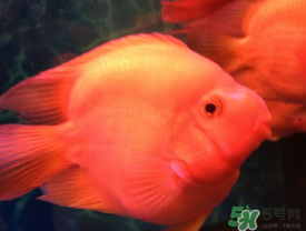 魚眼睛紅了怎么回事？魚眼睛變紅是什么原因？