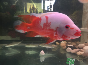 魚眼睛紅了怎么回事？魚眼睛變紅是什么原因？