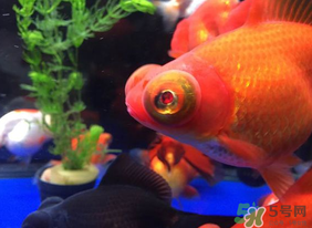 魚眼睛紅了怎么回事？魚眼睛變紅是什么原因？