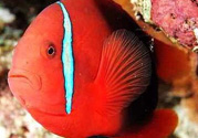 魚(yú)眼睛紅了怎么回事？魚(yú)眼睛變紅是什么原因？