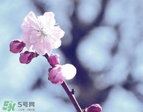 立春吃什么蔬菜？立春時(shí)令蔬菜推薦