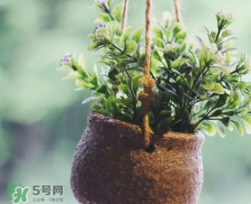 立春吃什么蔬菜？立春時(shí)令蔬菜推薦
