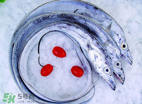 帶魚(yú)多少錢(qián)一斤？帶魚(yú)多少錢(qián)一箱？