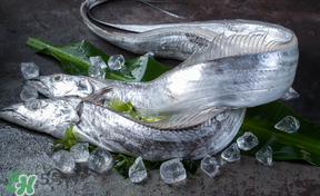 帶魚(yú)多少錢(qián)一斤？帶魚(yú)多少錢(qián)一箱？