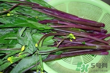 紅菜苔是苦的嗎？紅菜苔為什么有苦味？