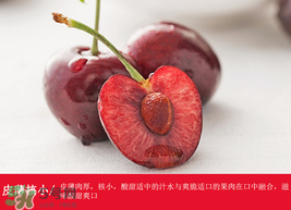 車?yán)遄幽睦锂a(chǎn)的最好？車?yán)遄赢a(chǎn)地在哪里？