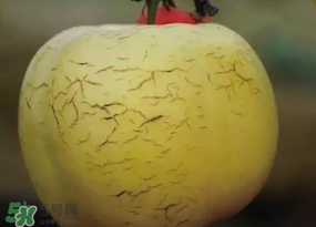 蘋果裂紋能吃嗎？蘋果裂紋是怎么回事？