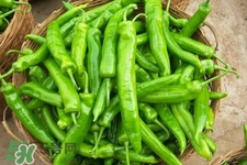 青椒可以放冰箱嗎？為什么青椒不能放冰箱？