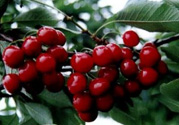 車(chē)?yán)遄邮裁搭伾?？?chē)?yán)遄宇伾缴钤胶脝幔?><p><strong>車(chē)?yán)遄邮裁搭伾茫寇?chē)?yán)遄宇伾缴钤胶脝幔?/strong></p></a></li> <li><a href=