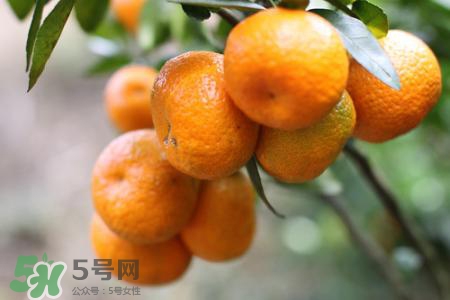 沙糖桔的熱量高嗎？一個沙糖桔的熱量是多少？