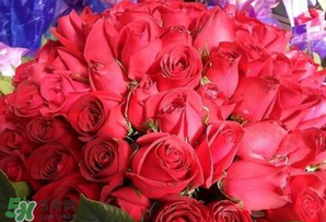 情人節(jié)送什么顏色的玫瑰花好？情人節(jié)送幾朵玫瑰花好？