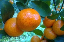 冰糖橘熱量高嗎？吃冰糖橘會發(fā)胖嗎？