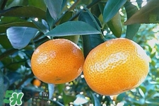 高血壓能吃橘子嗎？高血壓病人可以吃橘子嗎？