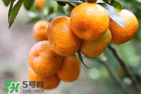 孕婦可以吃蜜桔嗎？懷孕了能吃蜜桔嗎？