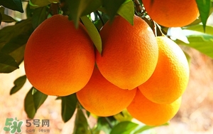 吃臍橙會(huì)上火嗎？臍橙吃多了會(huì)上火嗎？