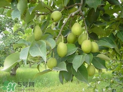 香梨的皮能吃嗎？香梨皮的好處