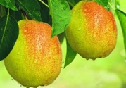 來月經(jīng)可以吃香梨嗎？月經(jīng)期間可以吃香梨嗎？