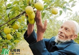香梨吃多了會(huì)怎樣？香梨一天可以吃幾個(gè)？