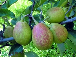 香梨吃多了會(huì)怎樣？香梨一天可以吃幾個(gè)？