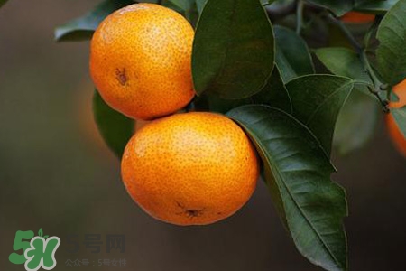 橘子變軟了可以吃嗎？橘子變軟了還能吃嗎？