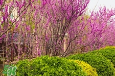 春天養(yǎng)生吃什么粥好？春季養(yǎng)生粥品有哪些？