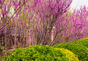 春天養(yǎng)生吃什么菜好？春季養(yǎng)生必吃四種養(yǎng)生菜