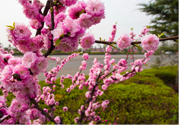 春天養(yǎng)生吃什么粥好？春季養(yǎng)生粥品有哪些？