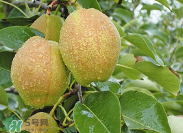 香梨怎么保存？香梨可以放冰箱嗎？